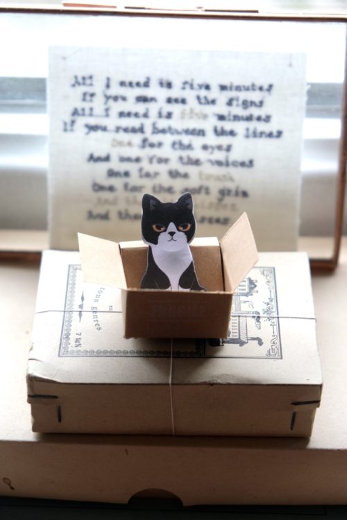 chat en boite noir